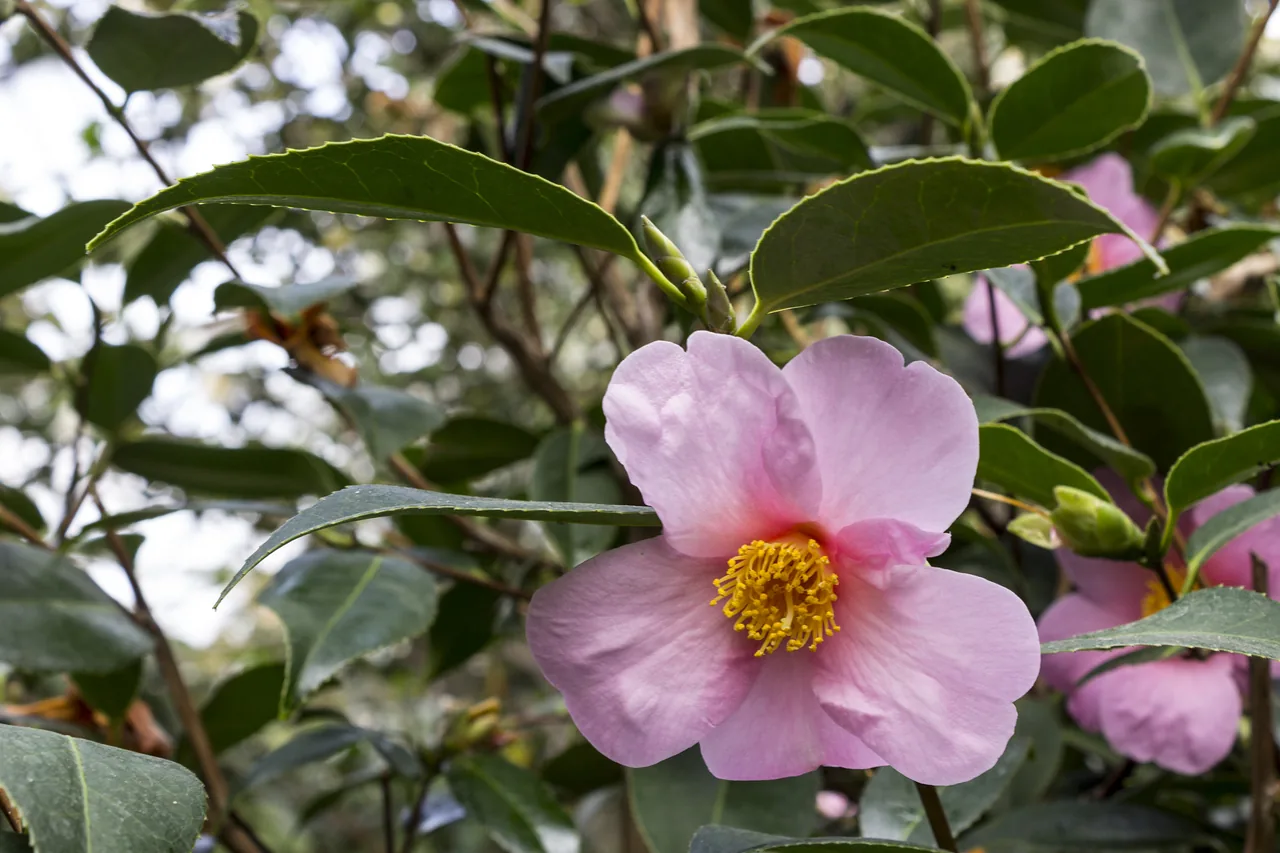 Red camellia flowers in bloom on the winter coast of Busan in February Red camellia flowers in bloom on the winter coast of Busan in February
