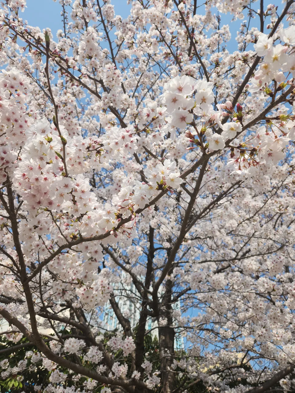 Cherry blossoms beginning to bloom along a Busan street in spring Cherry blossoms beginning to bloom along a Busan street in spring