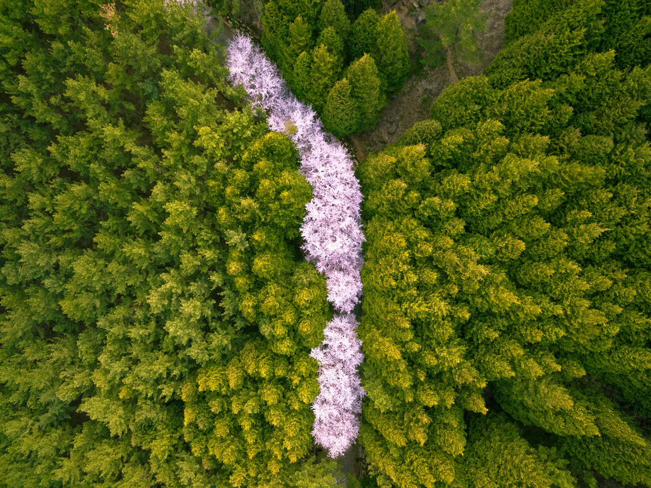 A cherry-blossom path on a Busan hillside in spring A cherry-blossom path on a Busan hillside in spring