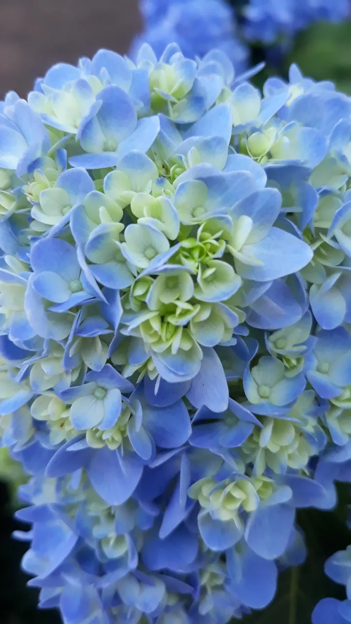 Blue and pink hydrangeas in full bloom, the flower of June in Busan