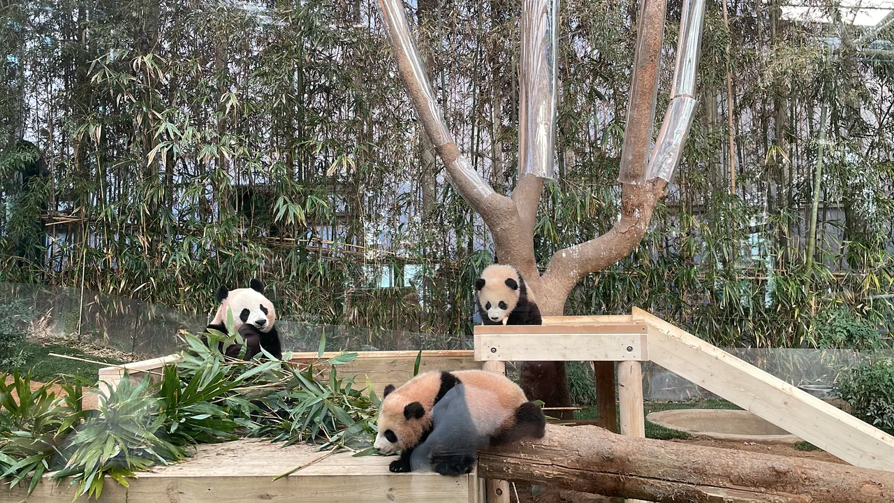 The Bao family giant pandas in the bamboo enclosure at Everland's Panda World