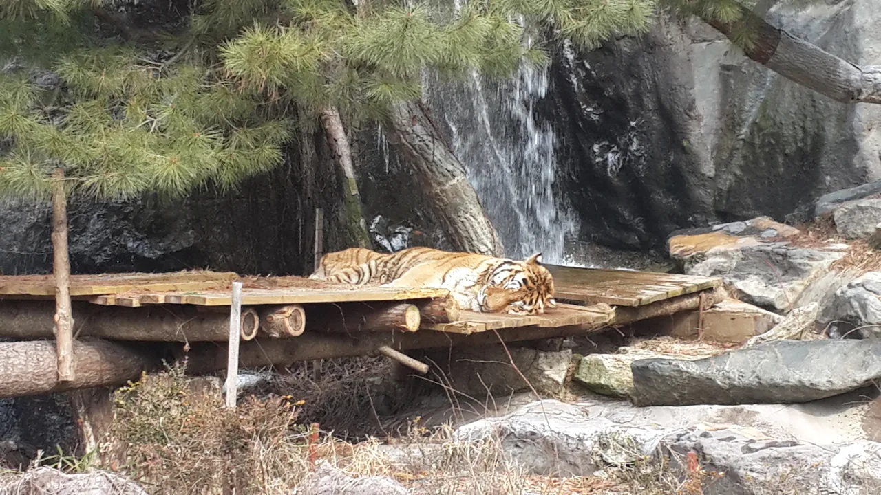 A tiger in Everland's Safari World
