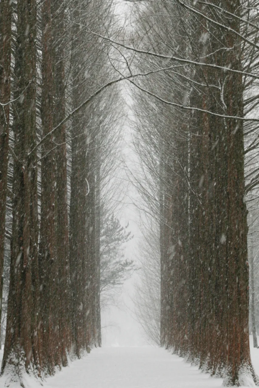 Snow falling on the metasequoia tree-lined lane on Nami Island in winter