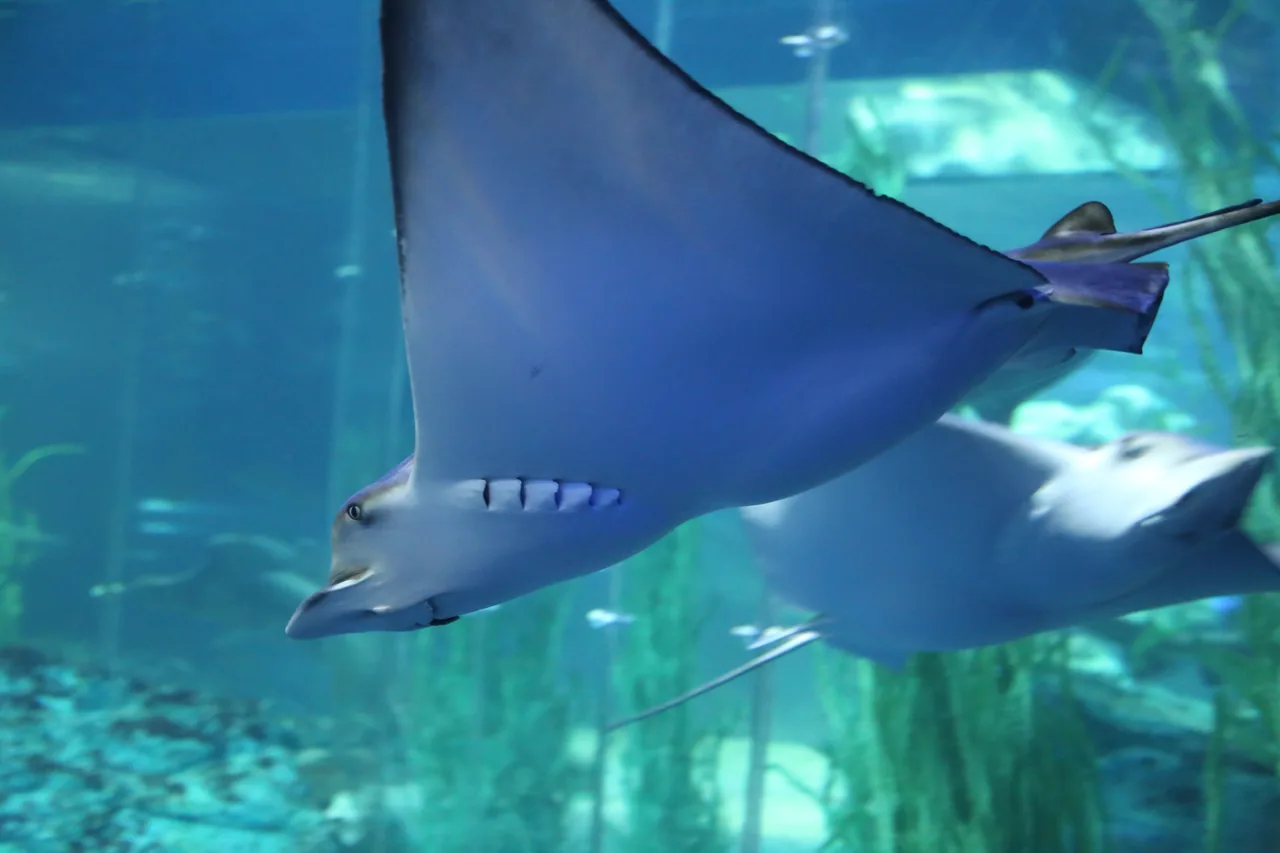 Rays gliding through a large tank at SEA LIFE Busan Aquarium