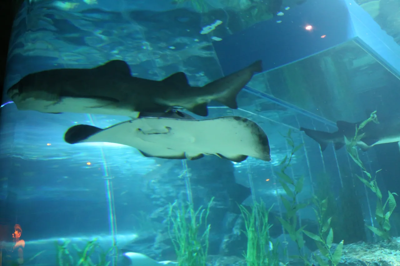 A shark and a ray in the main tank at SEA LIFE Busan Aquarium