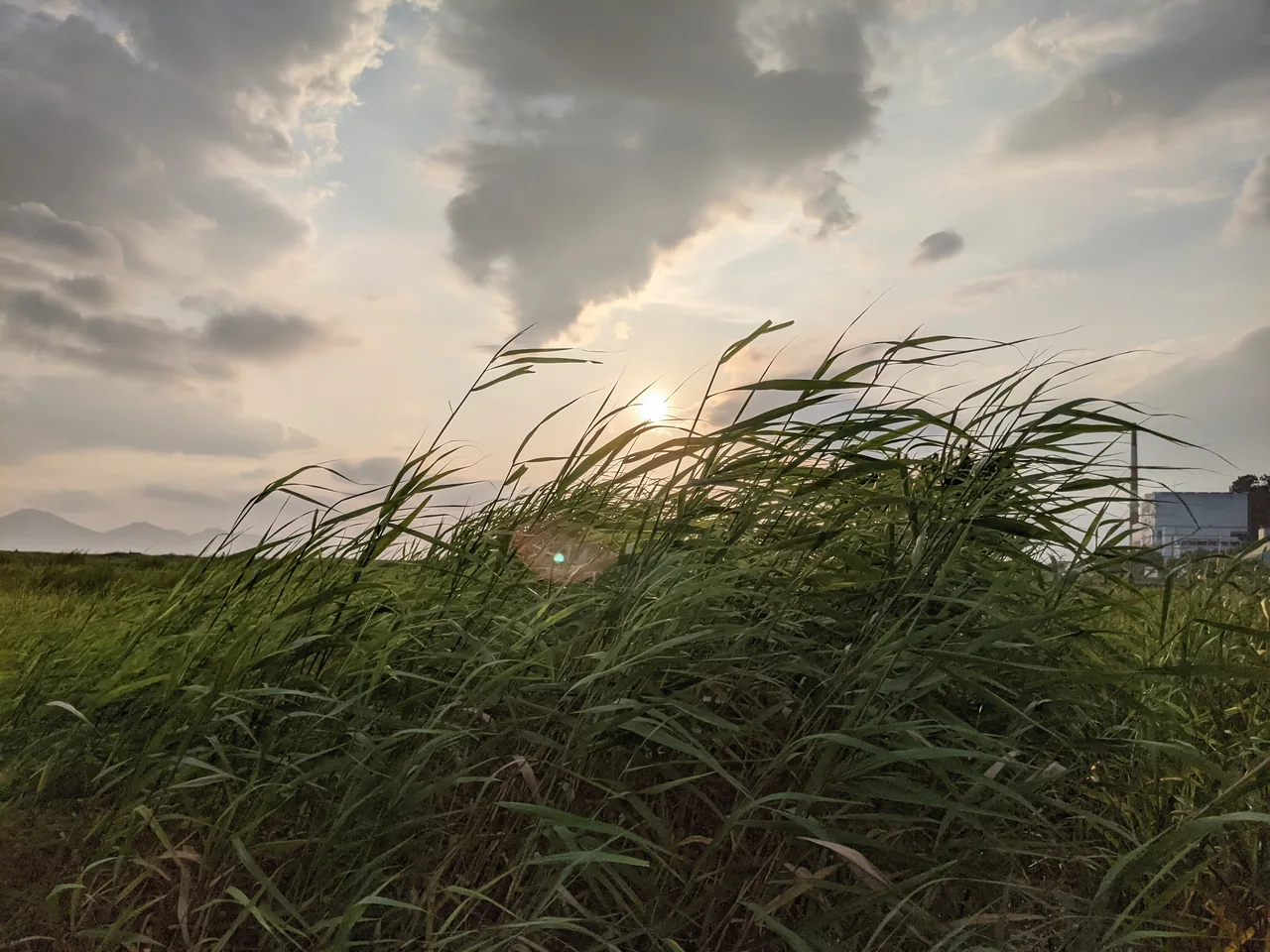 Tall reeds and beach grasses at Dadaepo with the sun setting directly behind them Tall reeds and beach grasses at Dadaepo with the sun setting directly behind them