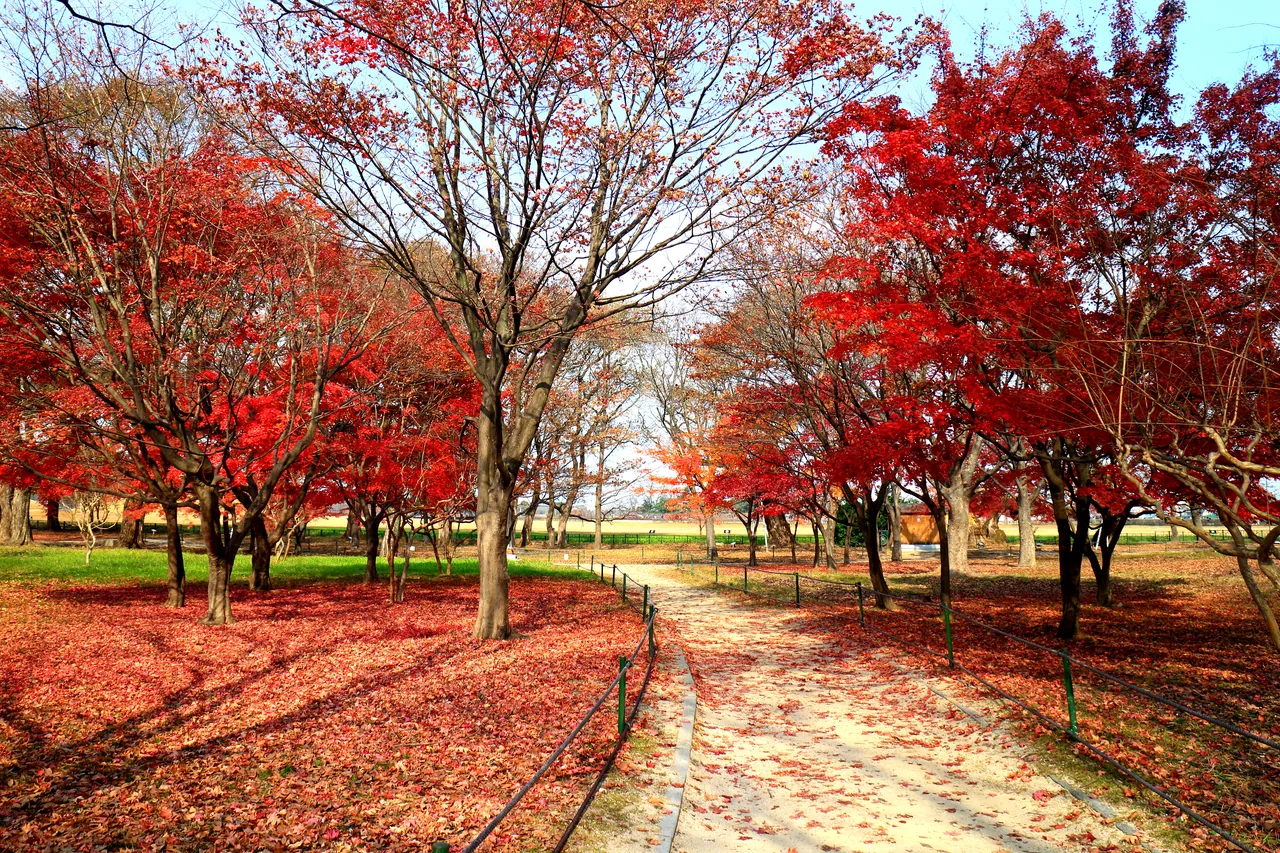 赤く色づいた鶏林の紅葉 赤く色づいた鶏林の紅葉