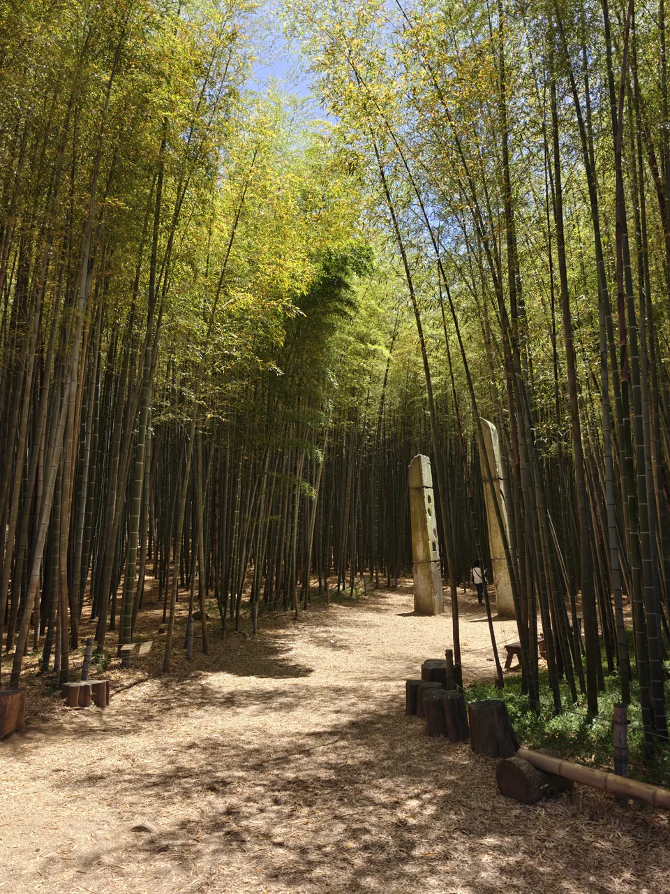 阿呼山森林的竹林步道 阿呼山森林的竹林步道