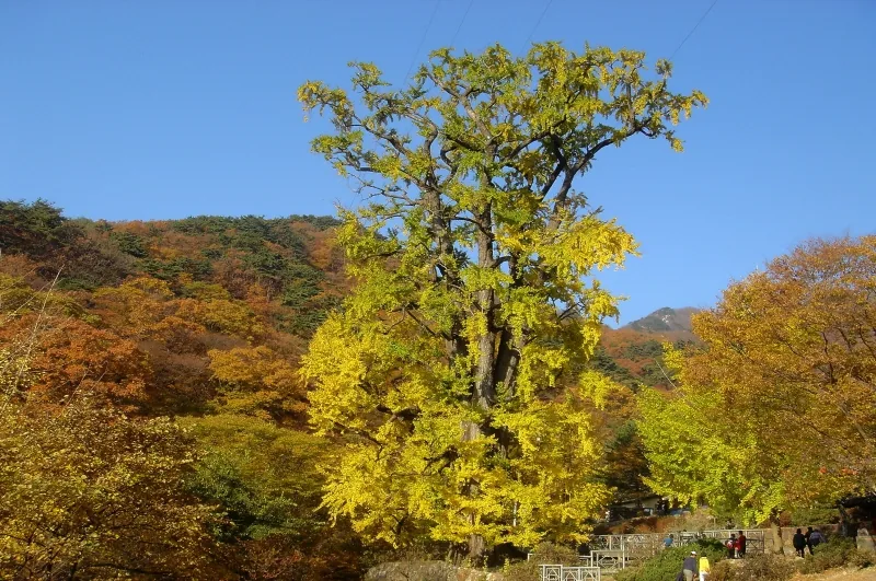 The giant 1,100-year-old ginkgo tree at Yongmunsa Temple, Yangpyeong