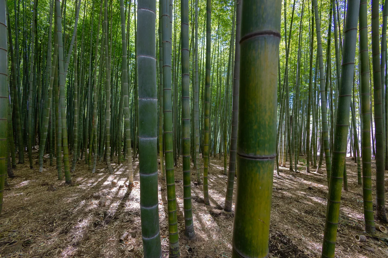 阿霍普山森林裡粗大的孟宗竹稈與泥土地面 阿霍普山森林裡粗大的孟宗竹稈與泥土地面