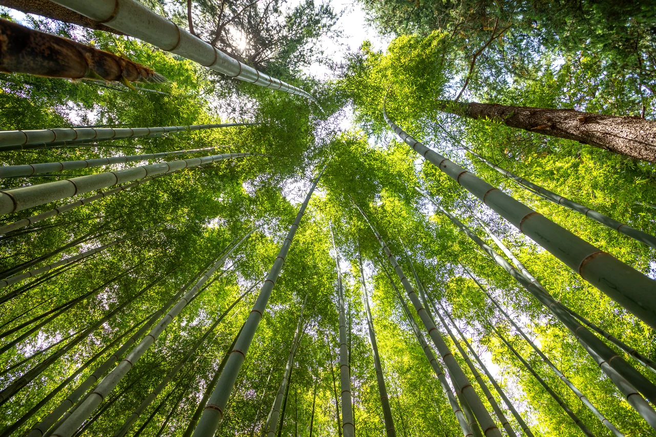 在阿霍普山森林仰望,竹子之間的金剛松樹幹 在阿霍普山森林仰望,竹子之間的金剛松樹幹