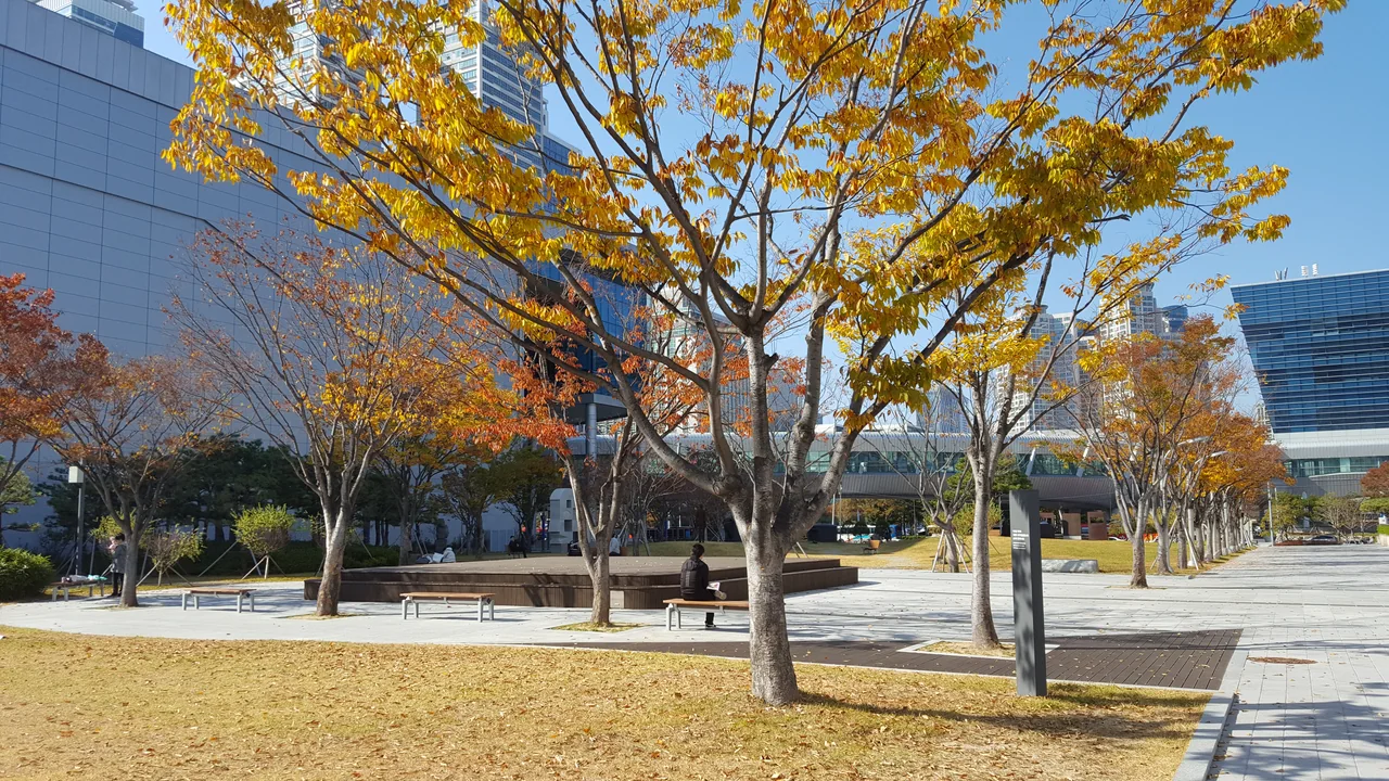 Yellow street trees outside the Busan Museum of Art