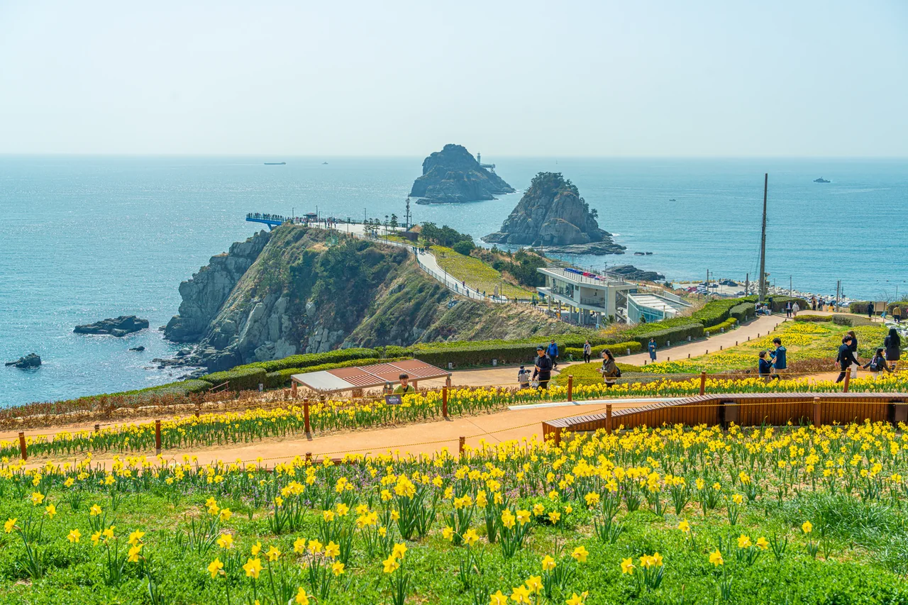 Field of yellow daffodils at Oryukdo Sunrise Park with the skywalk headland and the islets behind