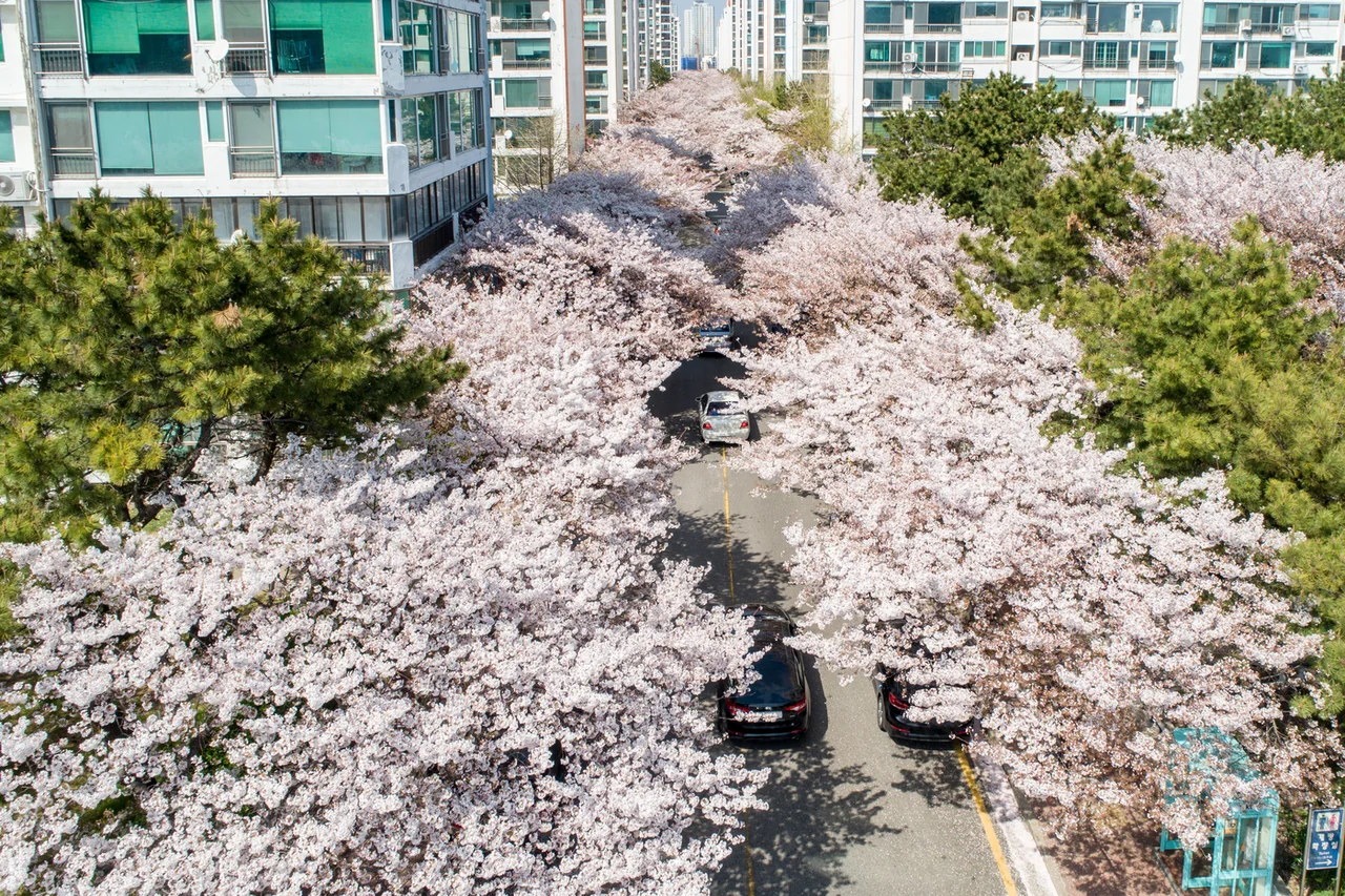An aerial view of a road covered by cherry blossom between apartment blocks in Namcheon-dong, Busan