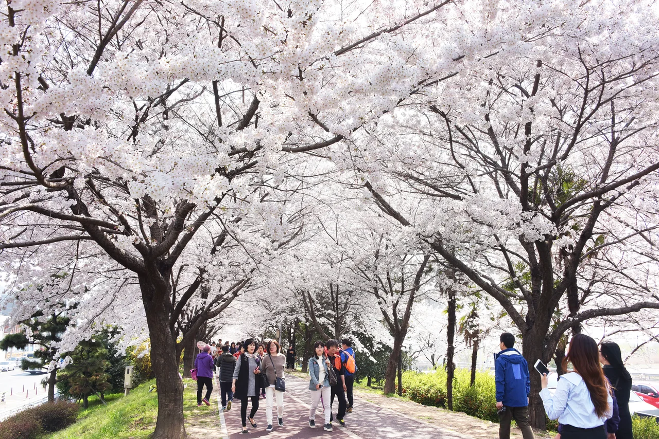 벚꽃 터널 아래 산책로를 걷는 사람들