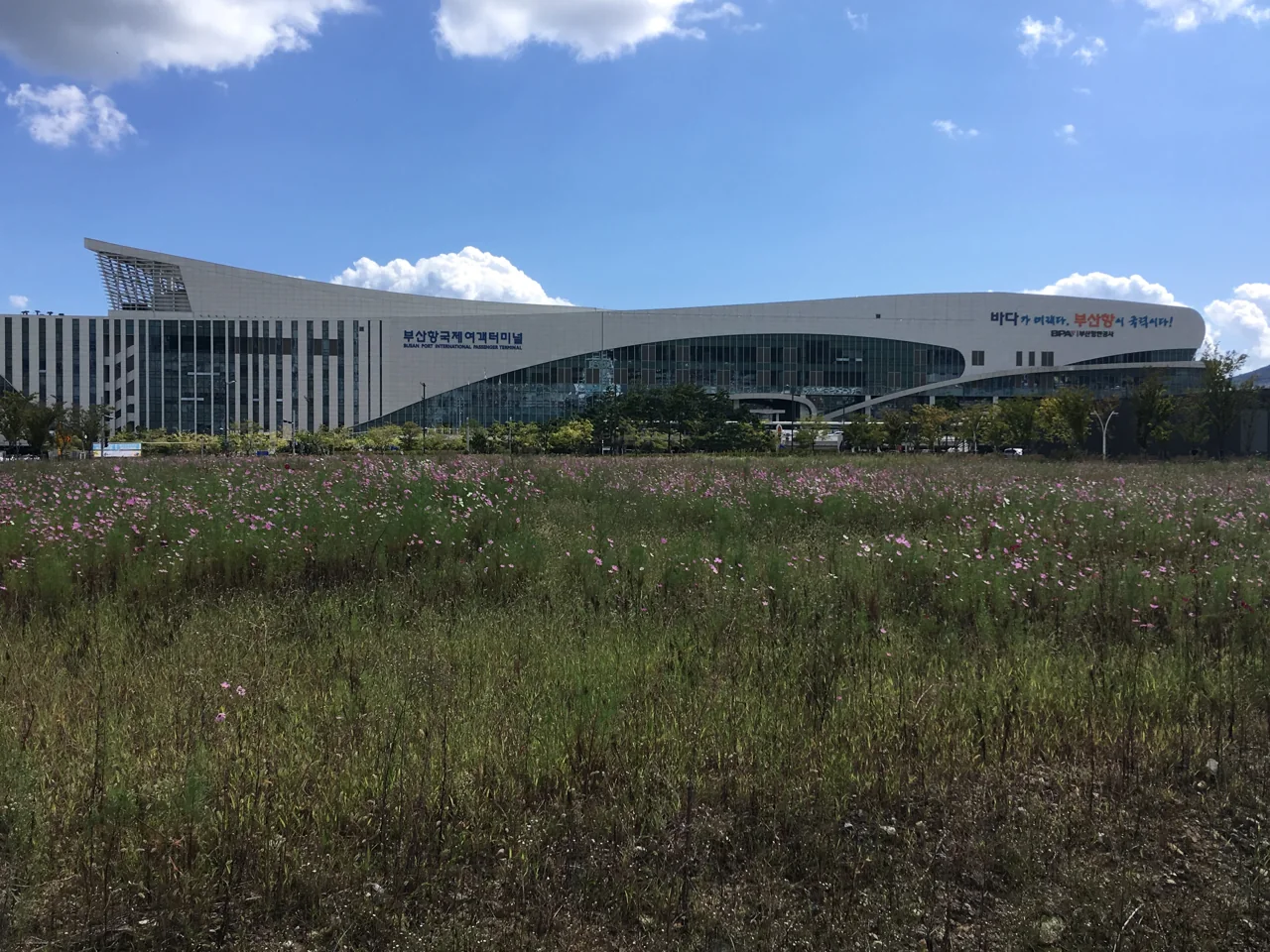 Front of Busan Port International Passenger Terminal with Korean and English signs, a field of pink cosmos flowers in front and a blue sky