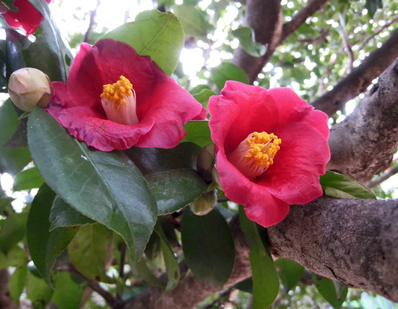 Two red camellia flowers and a bud on a leafy branch