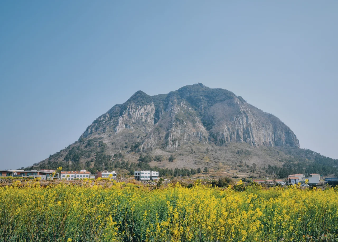A field of yellow canola flowers in front of a rocky mountain under a clear sky